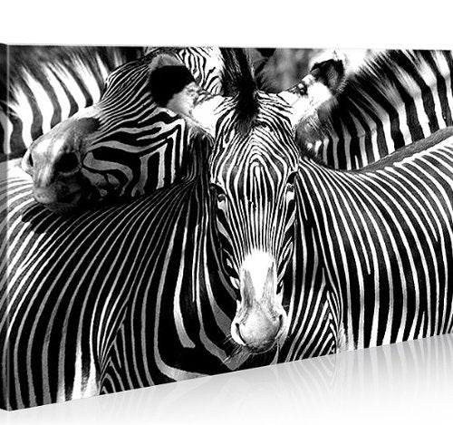 islandburner Bild Bilder auf Leinwand Zebra Zebras 1p XXL Poster Leinwandbild Wandbild Dekoartikel W