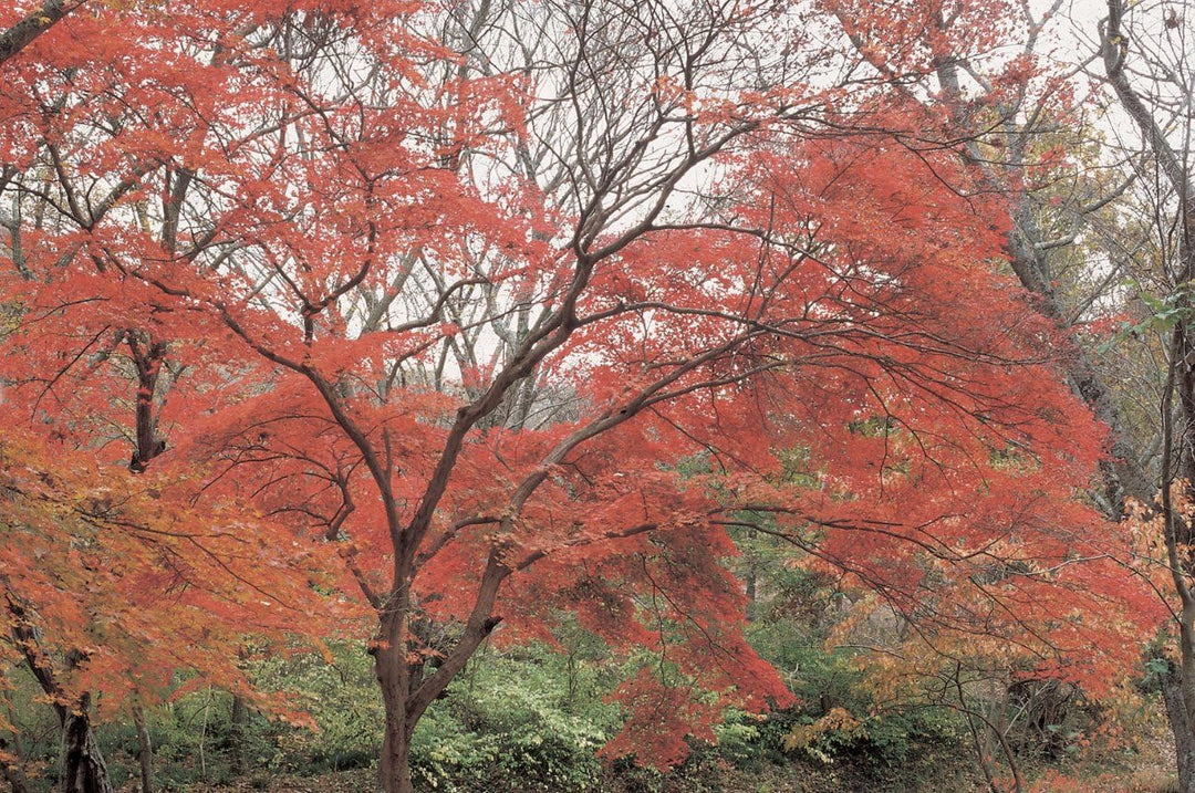 Hoya Red Enhancer Intensifier RA54-Filter (82mm), 82mm