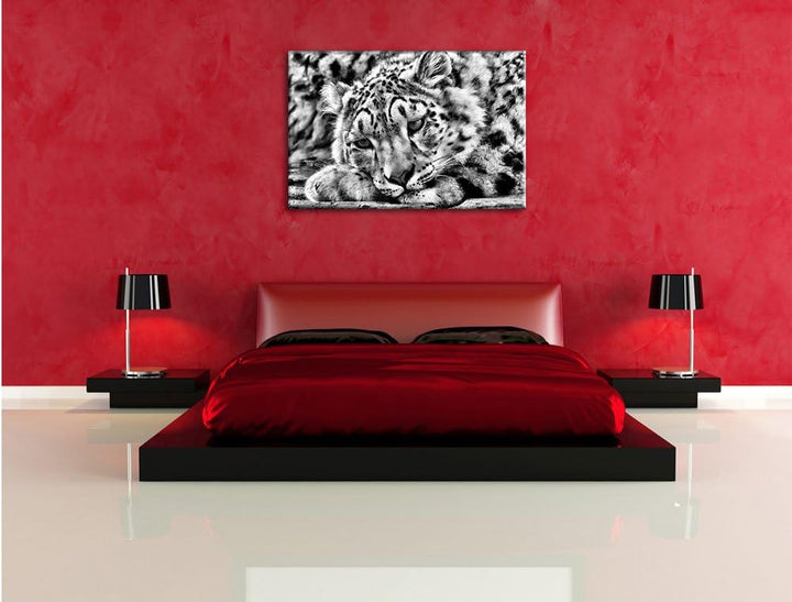 Pixxprint ruhender Schneeleopard / 100x70cm Leinwandbild bespannt auf Holzrahmen/Wandbild Kunstdruck
