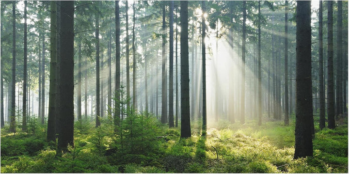 Bilderwelten Küchen-Spritzschutz 59 x 120 cm Enlightened Forest Wald Wiesen Natur Rückwand 59cm x 12