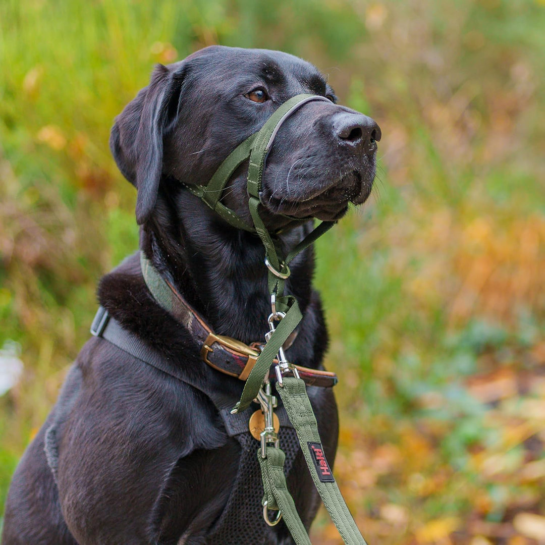 HALTI Kopfgeschirr - Verhindert, dass Ihr Hund an der Leine zieht, Einfache Anpassung, Leicht, mit g