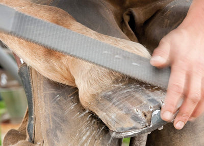 PFERD-Huf-Set für Pferde, 4-teilig, 13180000 – zur ersten Bearbeitung beschädigter Hufe oder vertret