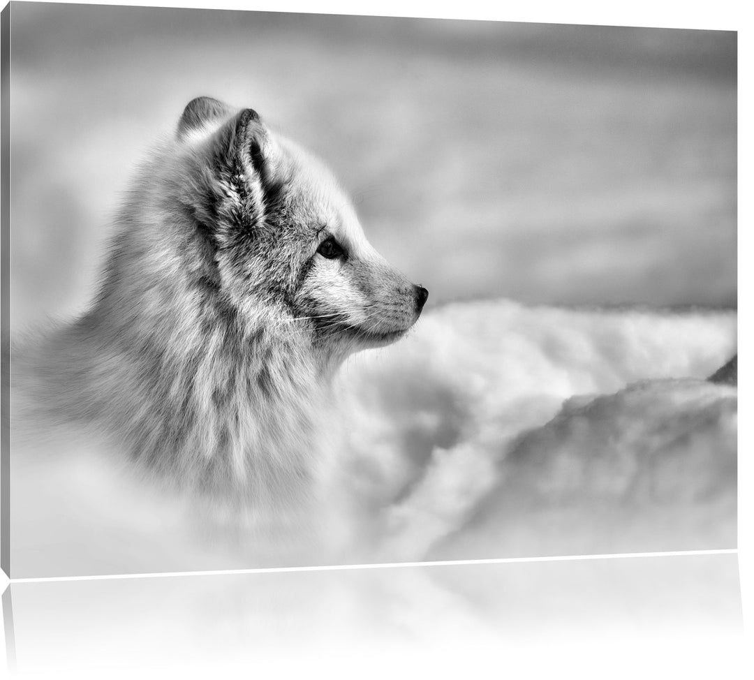 Pixxprint Anmutiger Polarfuchs im Schnee / 100x70cm Leinwandbild bespannt auf Holzrahmen/Wandbild Ku