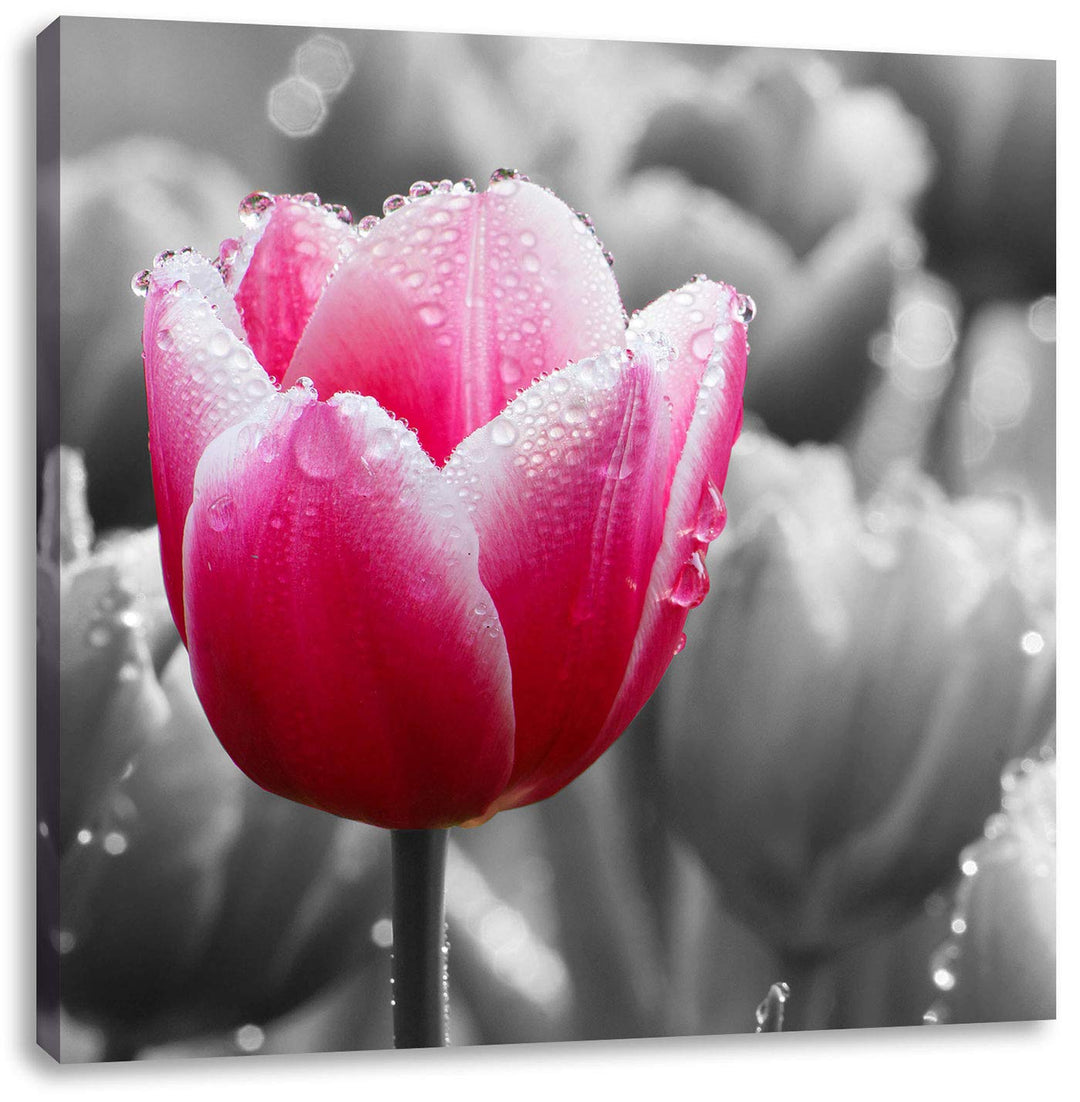 Pixxprint Tulpen im Morgentau als Leinwandbild/Grösse: 70x70 cm/Wandbild/Kunstdruck/fertig bespannt,