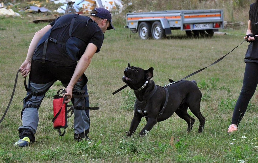 Dingo Gear Beisskissen Keilform Medium Weich aus Baumwolle-Nylon Rot IPO IGP K9 Training Ausbildung