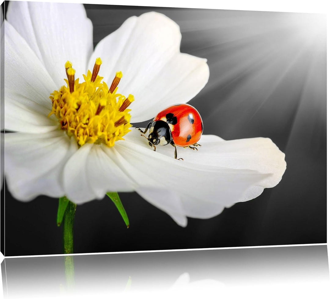 Pixxprint Marienkäfer auf Einer weissen Blume als Leinwandbild/Grösse: 100x70 cm/Wandbild/Kunstdruck