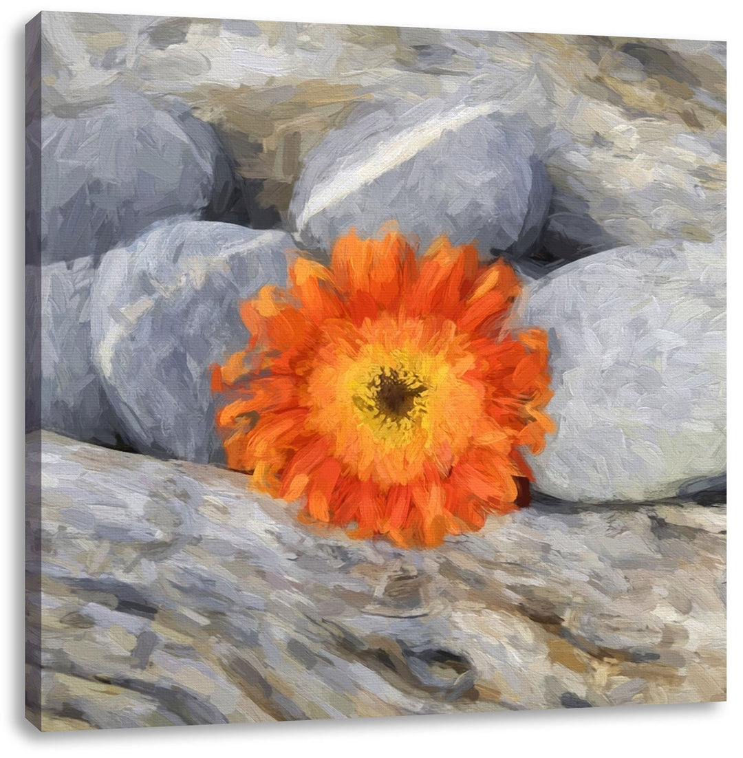 Pixxprint kleine Gerbera zwischen Zen Steinen, Format: 70x70 als Leinwandbild, 70x70