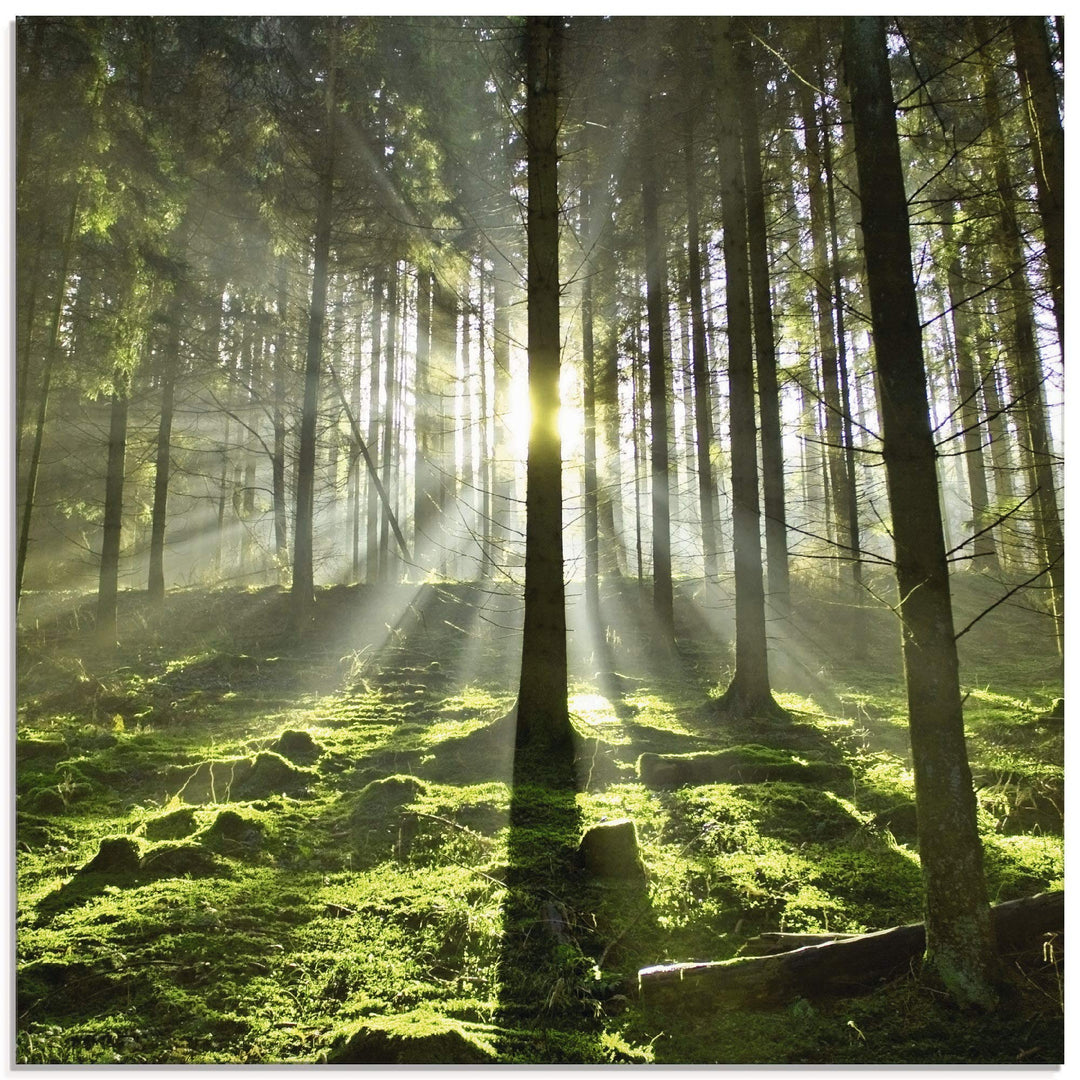 Glasbilder Wandbild Glas Bild einteilig 50x50 cm Quadratisch Natur Wald Landschaft Sonne Bäume Moos