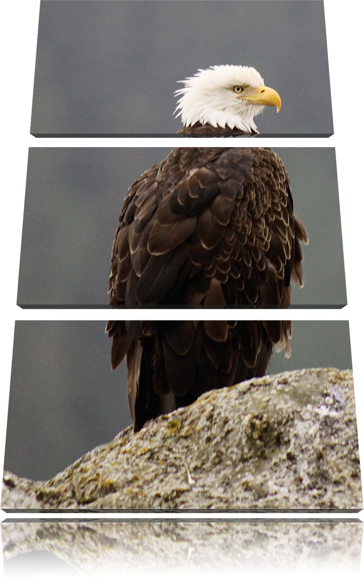 Pixxprint wachsamer Adler auf Fels als Leinwandbild/Grösse: 3 Teilig (120x80) cm/Wandbild/Kunstdruck