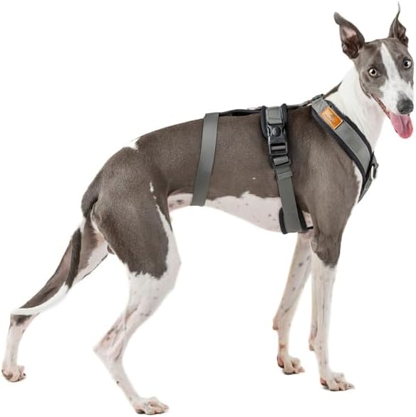 3-Punkt-Gurt mit Anti-Ziehen, ideal für Lebreles: Italienischer Windhund, Whippet, Windhund, Podenco