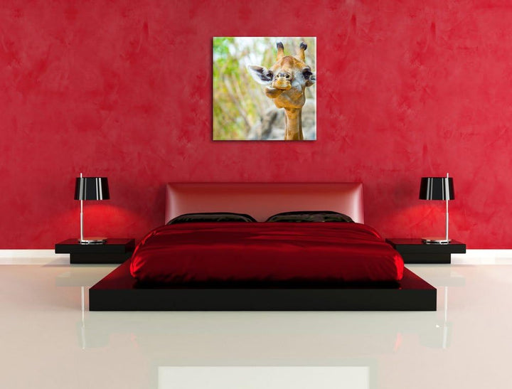 Giraffe in der Natur, Format: 70x70 auf Leinwand, XXL riesige Bilder fertig gerahmt mit Keilrahmen,