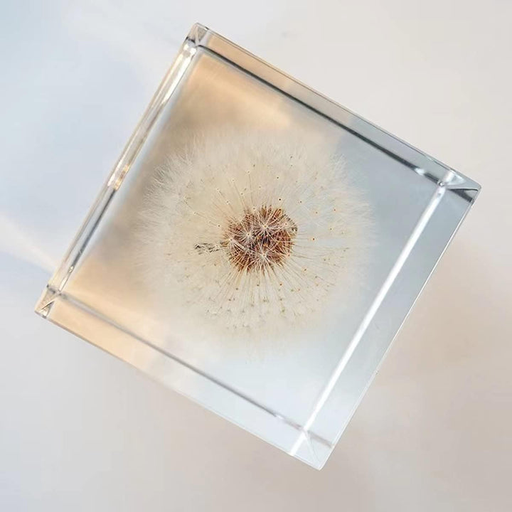 DESHINTKE Briefbeschwerer mit Pusteblume in Würfelform, mit Holzbox, 5,1 cm, transparent, echte Löwe