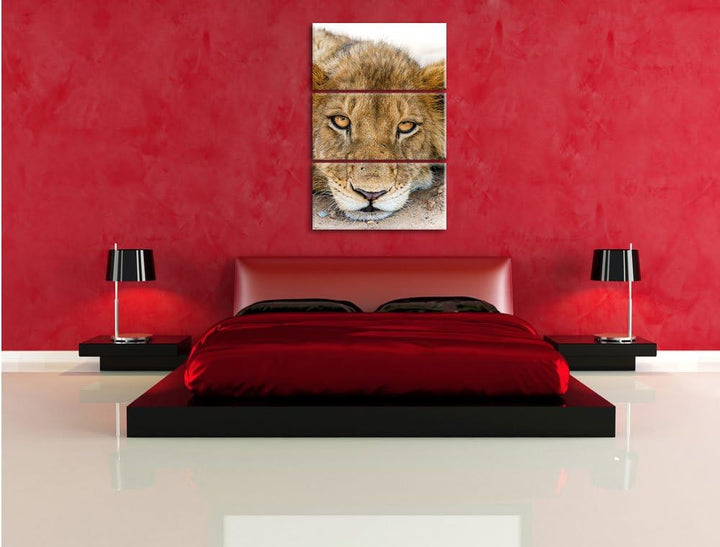 Pixxprint wachsame Löwin 3-Teiler Leinwandbild 120x80 Bild auf Leinwand
