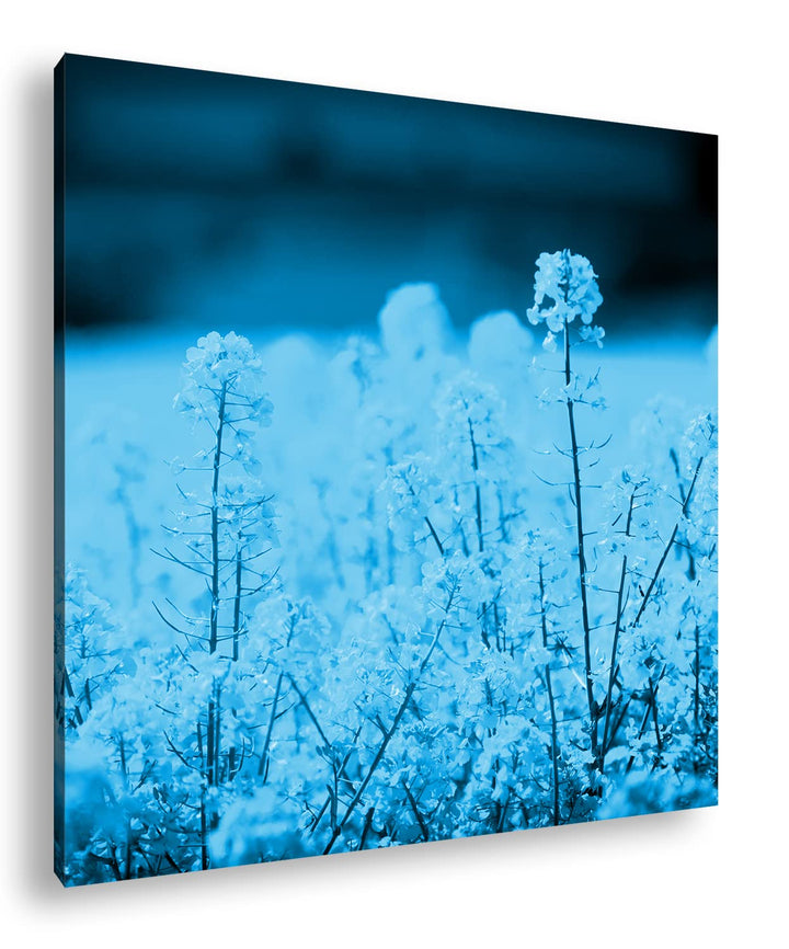 deyoli riesiges Rapsfeld Format: 60x60 Effekt: Monocrome Blau als Leinwandbild, Motiv fertig gerahmt