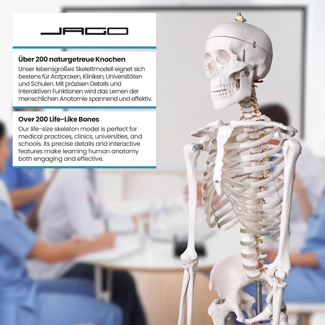Jago® Menschliches Anatomie Skelett 181.5 cm - inkl. Schutzabdeckung, mit Ständer, Standfuss und Leh