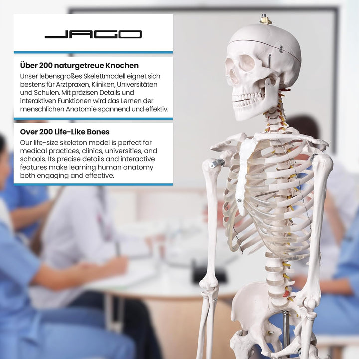 Jago® Menschliches Anatomie Skelett 181.5 cm - inkl. Schutzabdeckung, mit Ständer, Standfuss und Leh