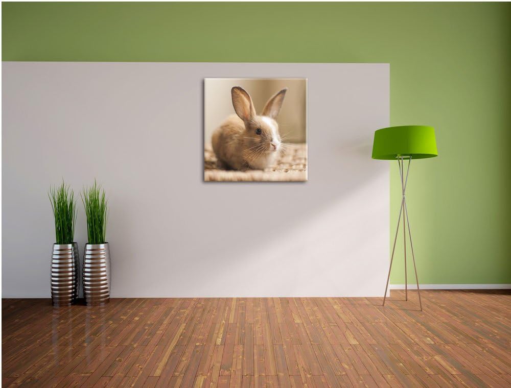 Pixxprint Süsses Kaninchen, Format: 70x70 auf Leinwand, XXL riesige Bilder fertig gerahmt mit Keilra
