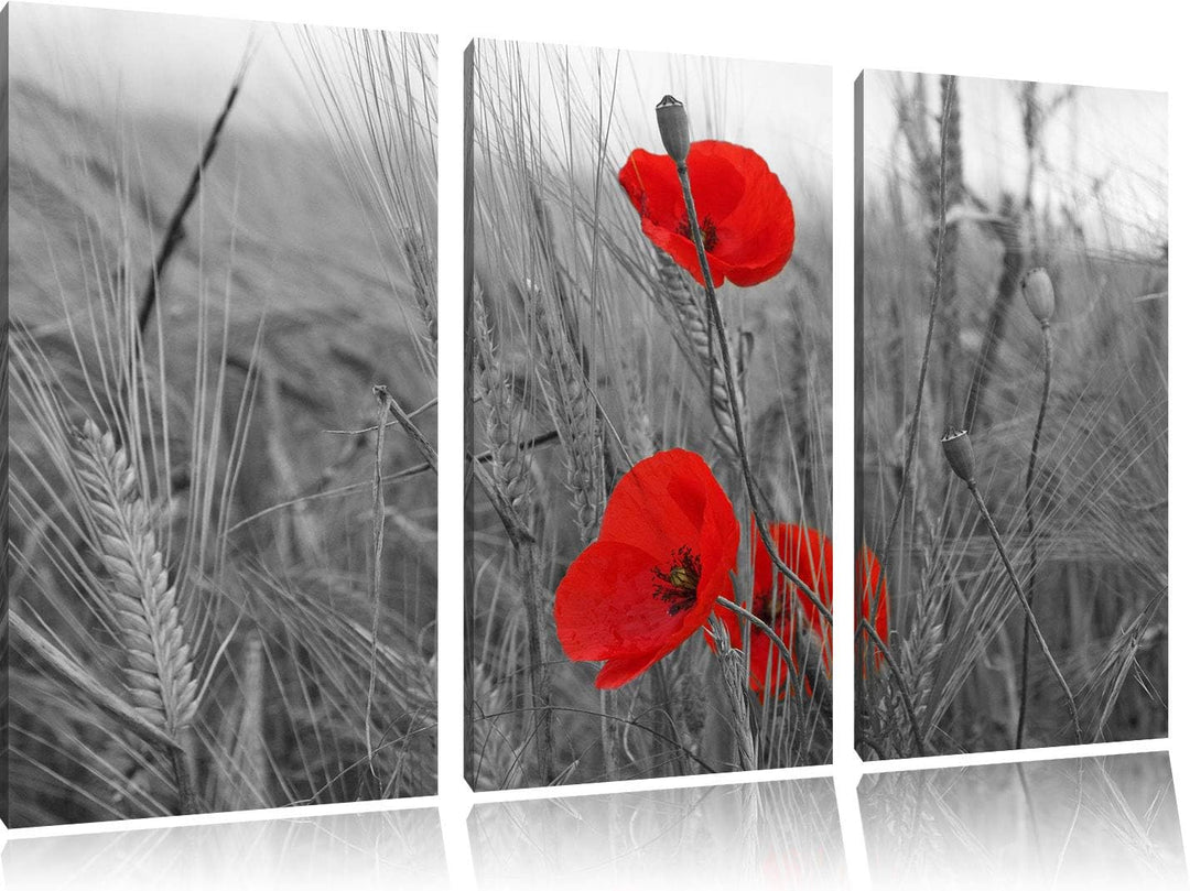 einzelne Mohnblumen im Getreidefeld schwarz/weiss 3-Teiler Leinwandbild 120x80 Bild auf Leinwand, XX