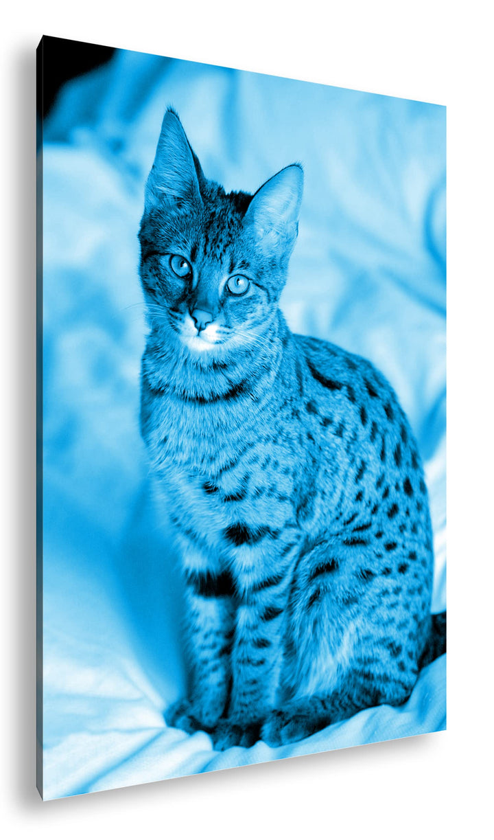 deyoli süsse Savannah Katze Format 80x60 Effekt: Monocrome Blau als Leinwandbild, Motiv fertig gerah