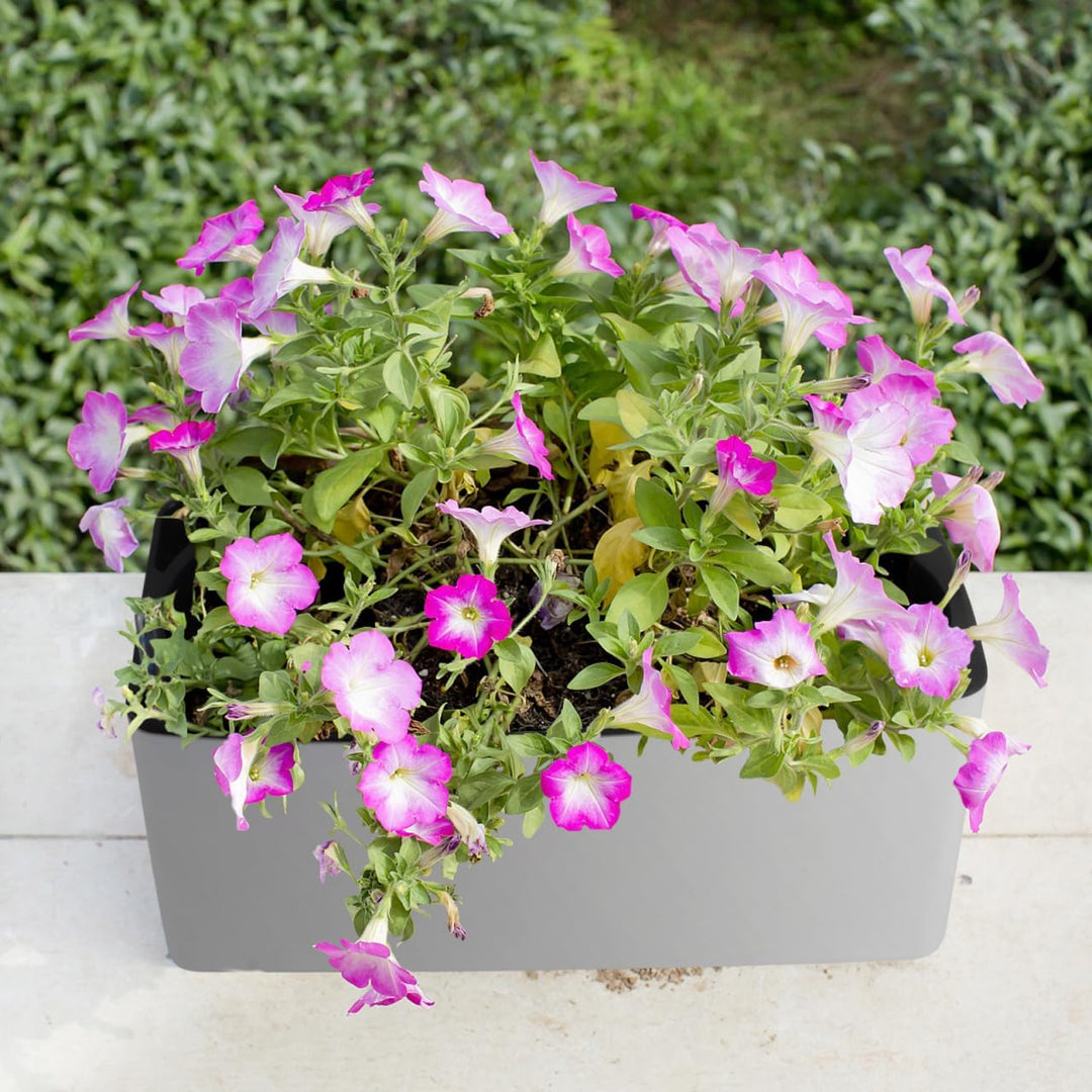 Happyyami 2 Pcs in 1 Set Selbst Bewässerung Pflanzer mit Docht Seil Einstellbare Faul Blumentopf Kor