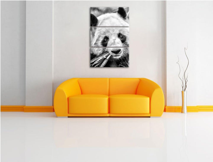 Pixxprint Pandabär frisst Bambus als Leinwandbild/Grösse: 3 Teilig (120x80) / Wandbild/Kunstdruck/fe