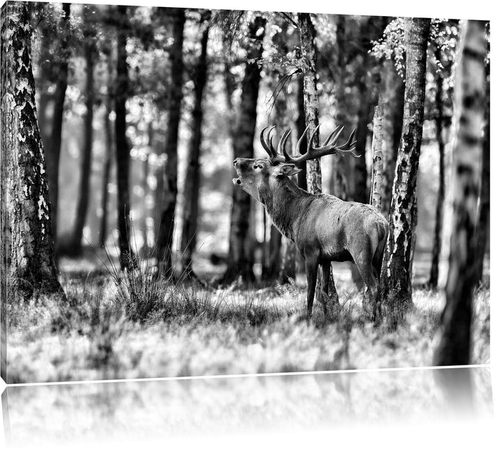 Monocrome, Hirsch im Wald, Format: 100x70 auf Leinwand, XXL riesige Bilder fertig gerahmt mit Keilra