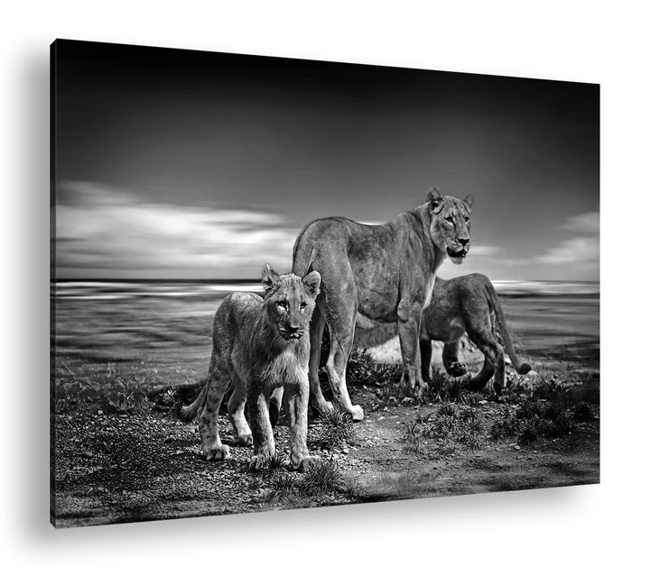 deyoli zauberhafte Löwenfamilie Format: 60x40 Effekt: Schwarz&amp;Weiss als Leinwandbild, Motiv fertig g