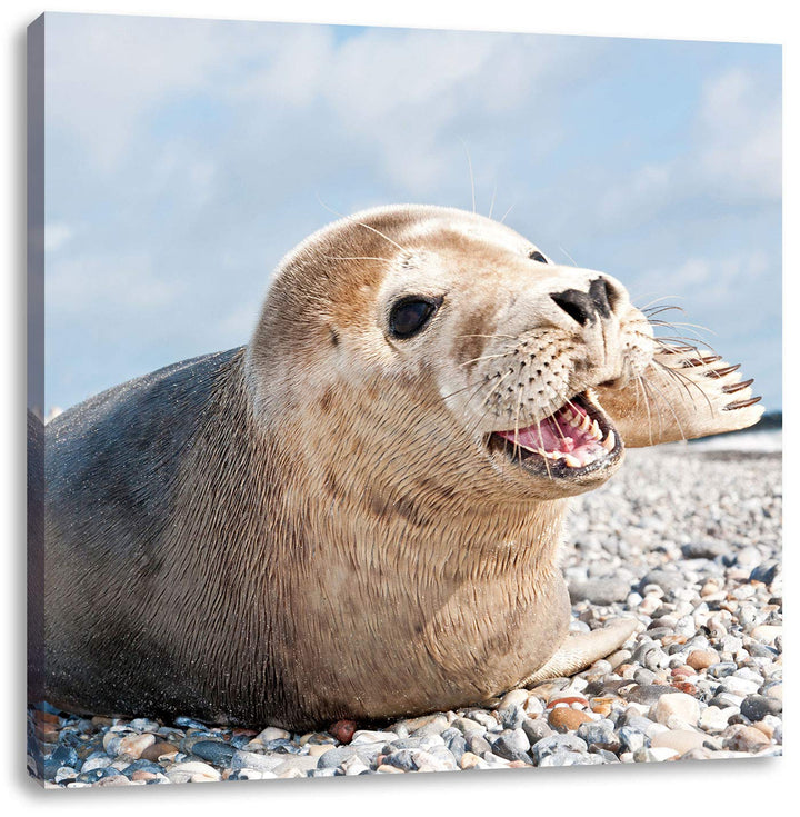 Süsse Robbe auf Steinstrand, Format: 70x70 auf Leinwand, XXL riesige Bilder fertig gerahmt mit Keilr