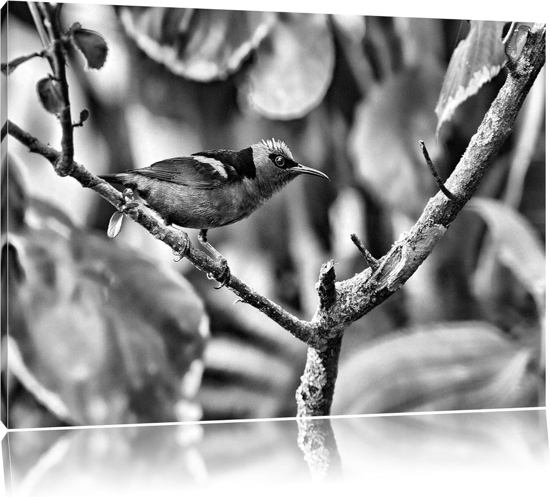 Pixxprint Monocrome, Kleiner Türkisnaschvogel auf AST, Format: 100x70 auf Leinwand, XXL riesige Bild