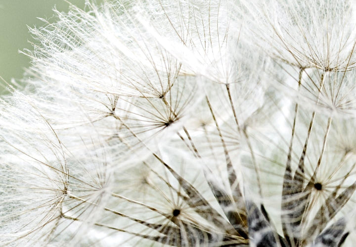 murando - Bilder Pusteblume 150x50 cm Vlies Leinwandbild 1 tlg Kunstdruck modern Wandbilder XXL Wand