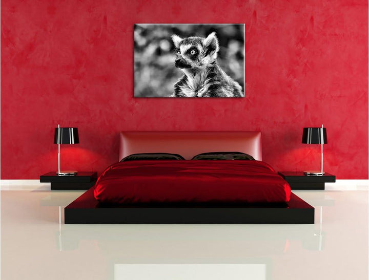 Pixxprint neugieriger Katta als Leinwandbild/Grösse: 100x70 cm/Wandbild/Kunstdruck/fertig bespannt,