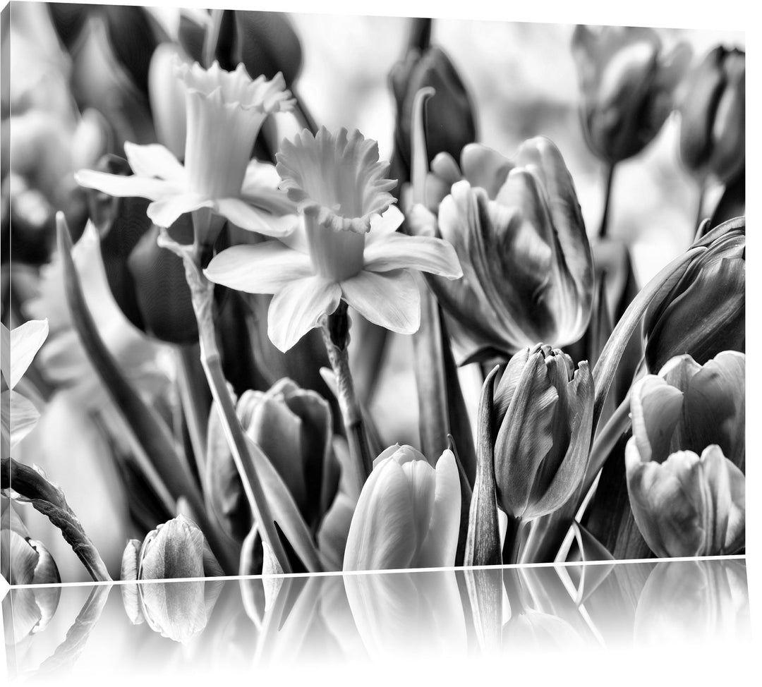 Pixxprint Osterglocken und Tulpen als Leinwandbild/Grösse: 100x70 cm/Wandbild/Kunstdruck/fertig besp