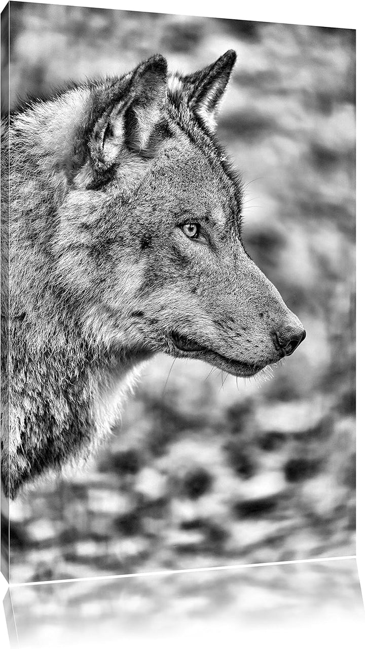 Monocrome, anmutiger Wolf, Format: 100x70 auf Leinwand, XXL riesige Bilder fertig gerahmt mit Keilra
