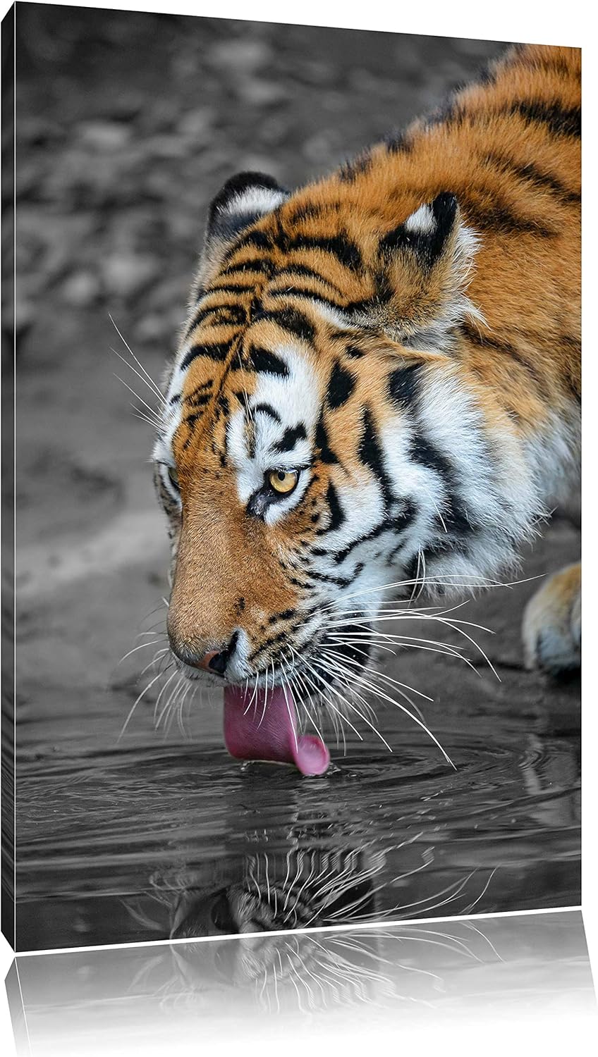stolzer Tiger am Wasser schwarz/weiss auf Leinwand, XXL riesige Bilder fertig gerahmt mit Keilrahmen
