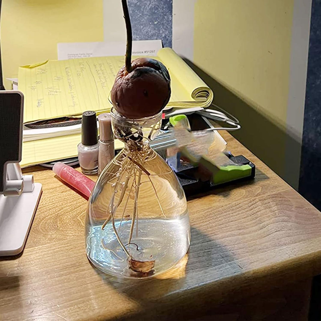 2 Stück Avocado-Samen, Sprossen, Starter-Vase, Avocado-Baum-Anbau-Set, Glasvasen, Gartensamen, Start