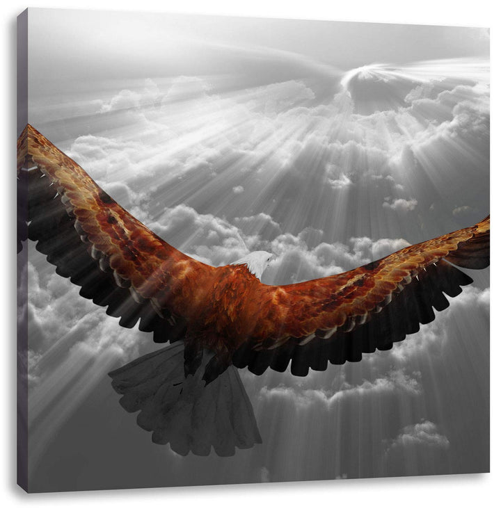 Pixxprint anmutiger Adler über den Wolken schwarz/weiss, Format: 70x70 auf Leinwand, 70x70