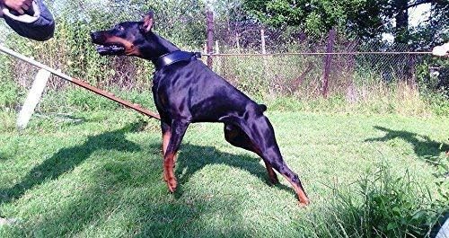 Bestia Echtleder Hundehalsband mit weicher Leder Innenpolsterung. 6,5 cm breit. Passfit. 100% Echtle