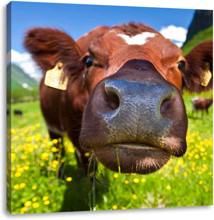 Pixxprint Alpen Kuh auf Bergwiese als Leinwandbild/Grösse: 70x70 cm/Wandbild/Kunstdruck/fertig bespa