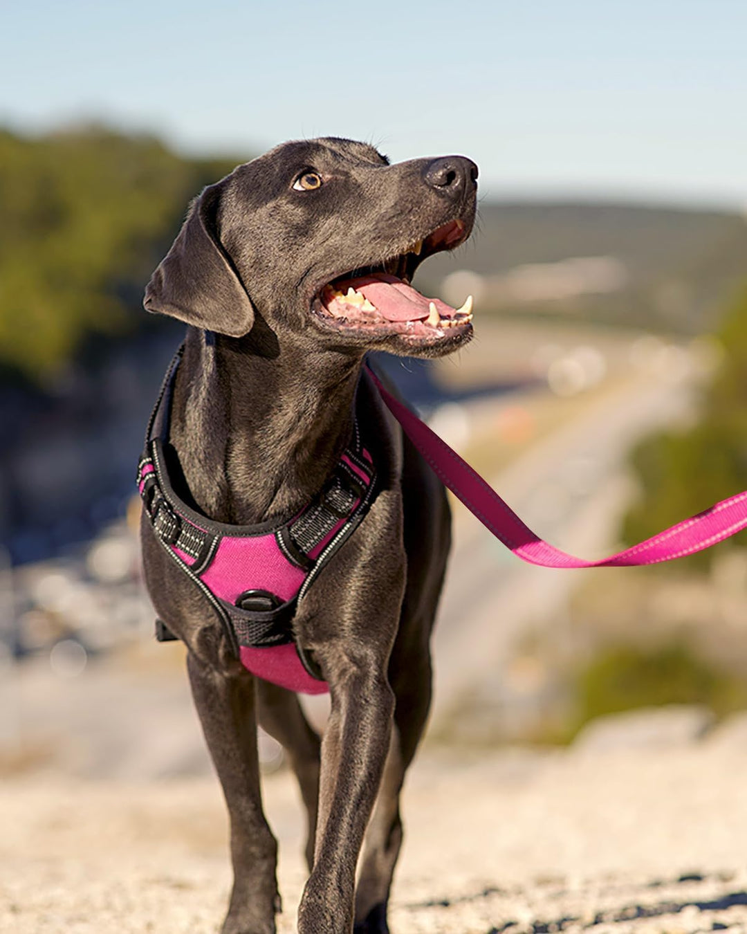 Joytale Anti-Zug Hundegeschirr für grosse Hunde, Rosa, L | Perfekter Sitz, gepolstert &amp; reflektieren