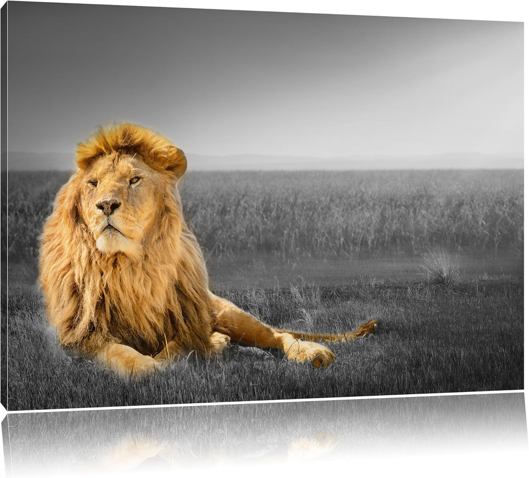 Pixxprint Majestätischer Löwe als Leinwandbild | Grösse: 100x70 cm | Wandbild| Kunstdruck | fertig b