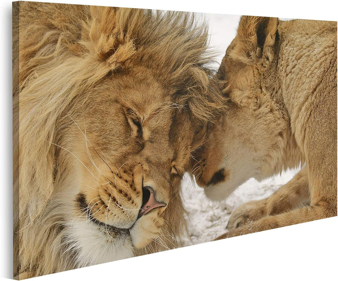 islandburner Bild auf Leinwand Löwe Und Löwenhaftigkeit Bilder Wandbilder Poster Leinwand 100x57cm,