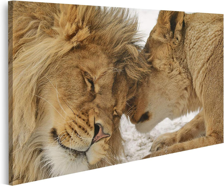islandburner Bild auf Leinwand Löwe Und Löwenhaftigkeit Bilder Wandbilder Poster Leinwand 100x57cm,