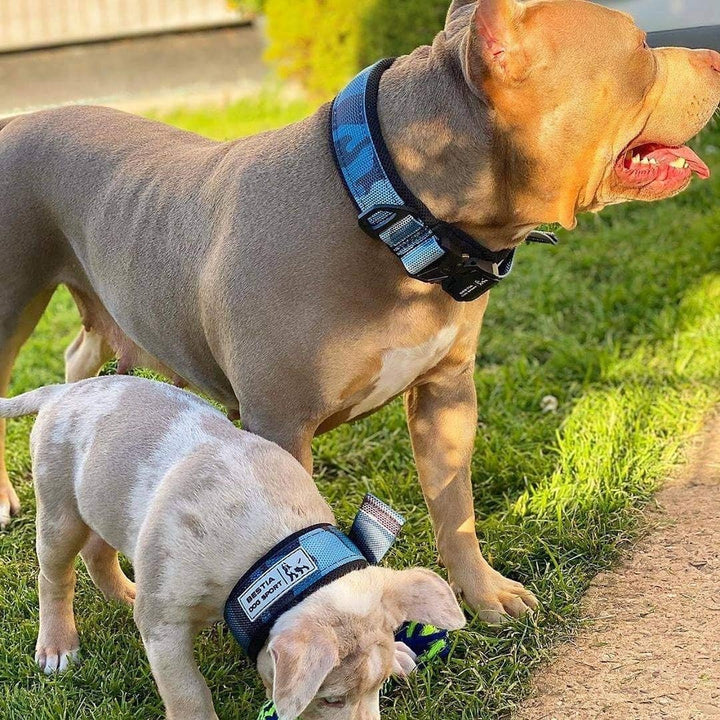 Bestia Dog Sport - Schnellverschlusshalsband S - Beschlag von 30 bis 45 cm, S - Beschlag von 30 bis