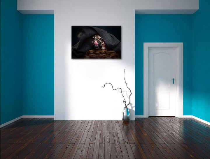 Pixxprint Süsser Mops unter der Decke, Format: 100x70 auf Leinwand, 100x70