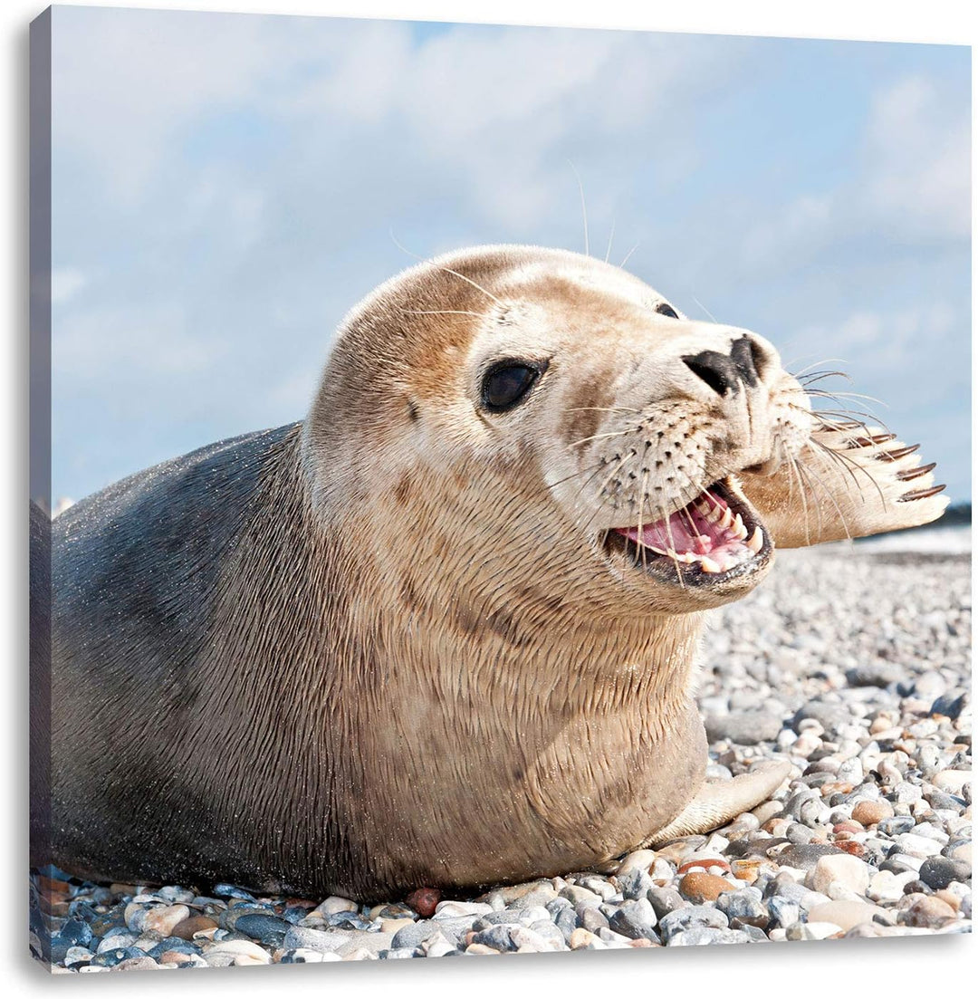 Süsse Robbe auf Steinstrand, Format: 70x70 auf Leinwand, XXL riesige Bilder fertig gerahmt mit Keilr
