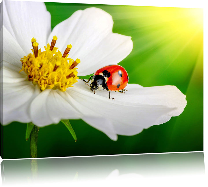 Pixxprint Marienkäfer auf Einer weissen Blume als Leinwandbild/Grösse: 100x70 cm/Wandbild/Kunstdruck