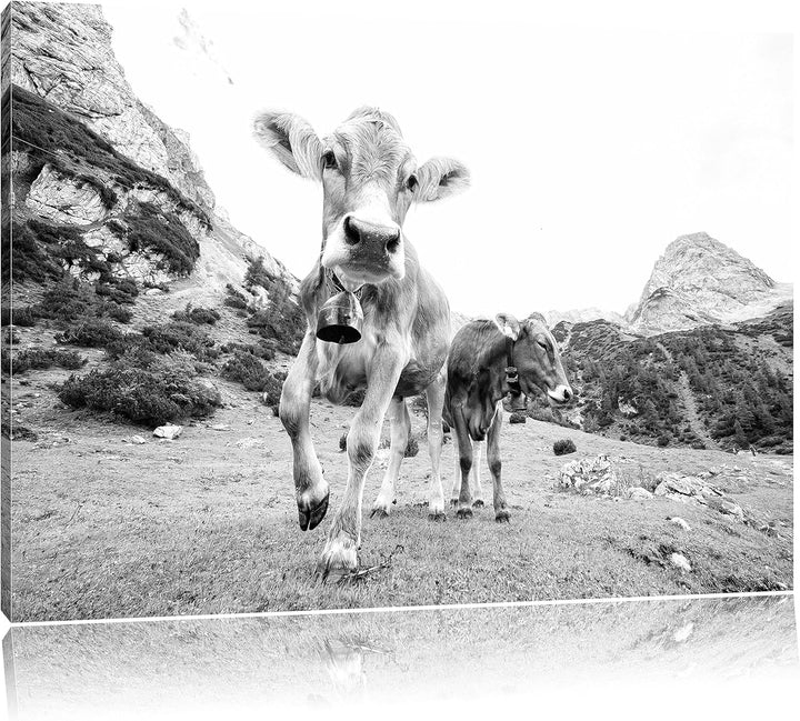 Pixxprint Almkuh auf der Weide Kunst B&W als Leinwandbild/Grösse: 100x70 / Wandbild/Kunstdruck/ferti