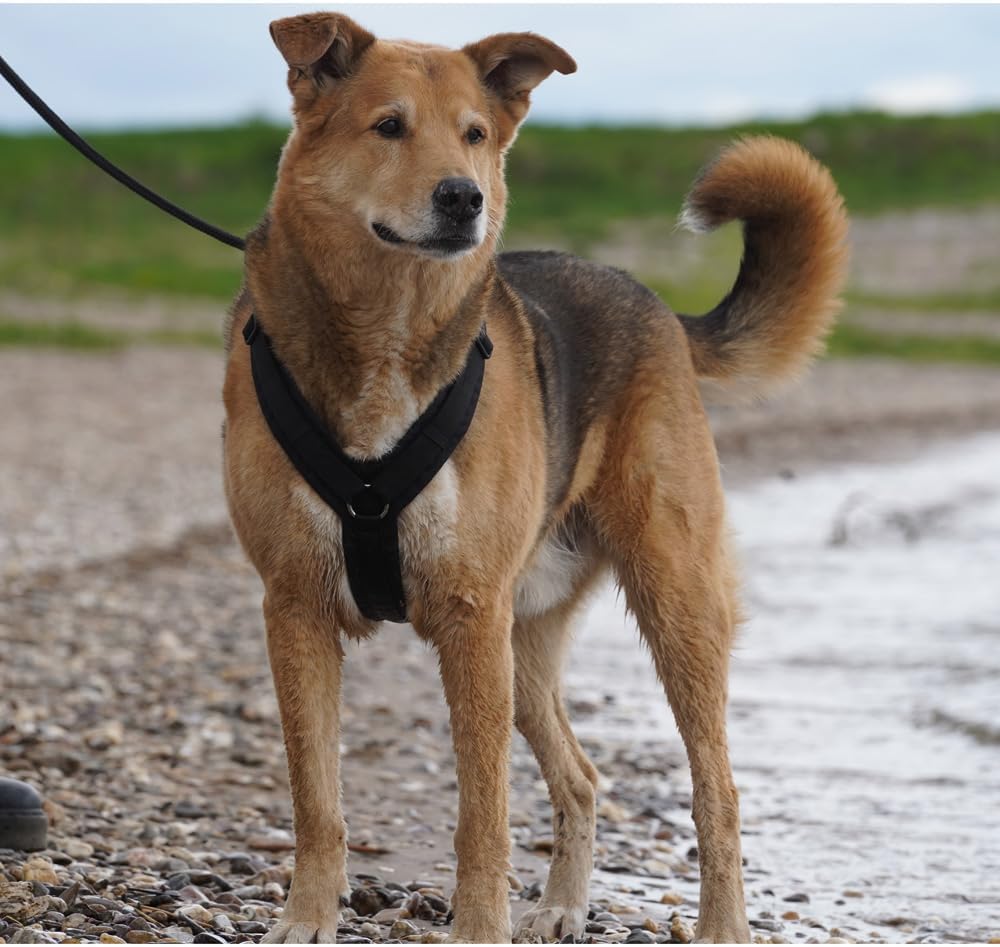 Anny-X Brustgeschirr Fun | Farbe Schwarz | Hundegeschirr in Grösse XL kurz (Brustumfang 78-96 cm) (S