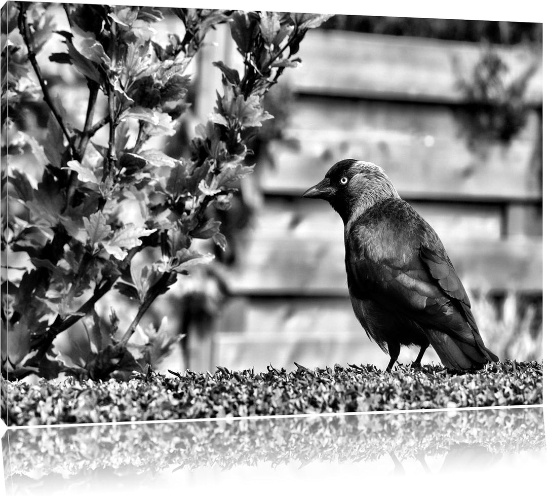 Pixxprint Monocrome, schöner schwarzer Vogel auf Gartenwiese, Format: 100x70 auf Leinwand, XXL riesi