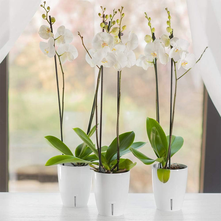 Santino 6er-Set Orchideentopf D 12cm Selbstbewässernder Topf mit Dochtsystem und Wasserstandsanzeige